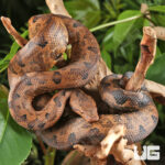 Halmahera Ground Boa