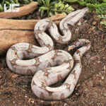 Male Bolivian Redtail Boa #1