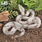 Male Bolivian Redtail Boa #2