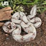 Male Bolivian Redtail Boa #3