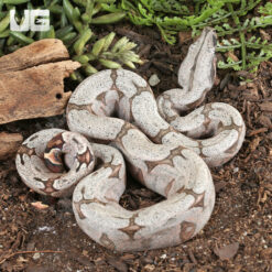 Male Bolivian Redtail Boa #3