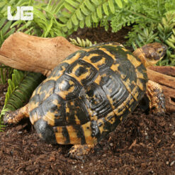 Male Moroccan Greek Tortoise