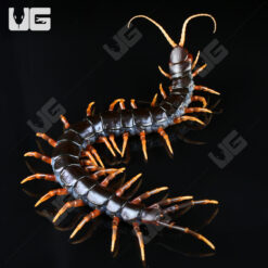 Mt. Merapi Giant Black Centipede