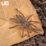 Ornamental Baboon Tarantula (.75 - 1'')