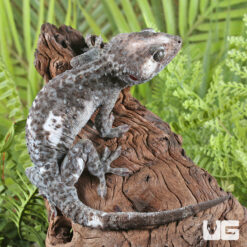 Adult Male Pied Tokay Gecko