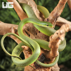 Rough Green Snake