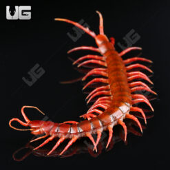 Thai Giant Cherry Centipede
