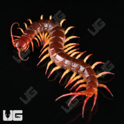 Thai Red Flame Centipede