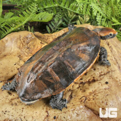 Twistneck Turtle