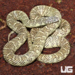 Adult Brooks Kingsnake