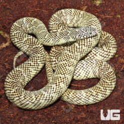 Adult Brooks Kingsnake