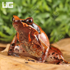 White-Lipped Horned Toad