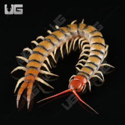 Thai Tiger Centipede