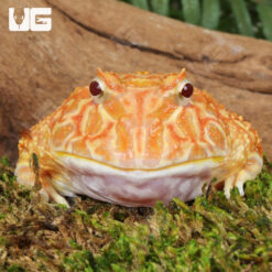 Adult Apricot Pacman Frog