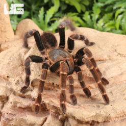 Black Femur Tarantula (3 - 4")
