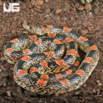 Adult Long Nosed Snake