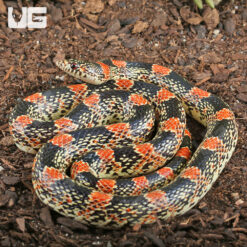 Adult Long Nosed Snake