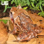 Annam Spadefoot Toad