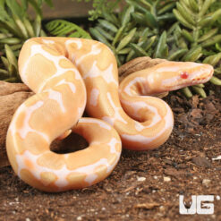 Baby Albino Cinnamon Enchi Ball Python