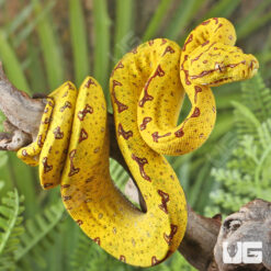 Baby Biak Green Tree Python #2