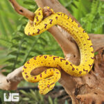 Baby Biak Green Tree Python #3