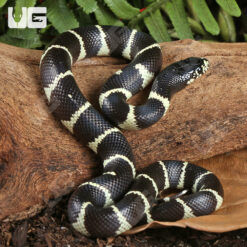 Baby California Kingsnake