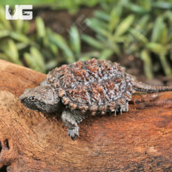 Baby Florida Snapping Turtle