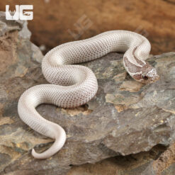 Baby Ghost Super Anaconda Hognose Snake (Evans Hypo)