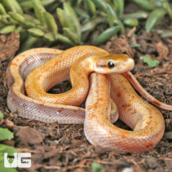 Baby Hypo Calico Chinese Beauty Ratsnake