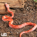 Baby Inferno Cornsnake