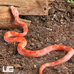 Baby Inferno Cornsnake
