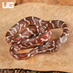 Baby Miami Cornsnake