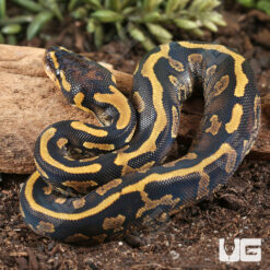 Baby Mahogany Het Pied Ball Python