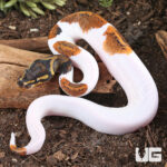 Baby Pied Mahogany Ball Python