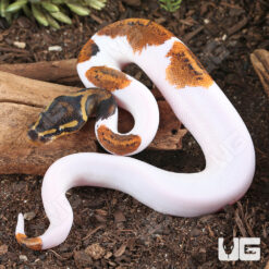 Baby Pied Mahogany Ball Python