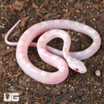 Baby Sunkissed Snow Motley Cornsnake