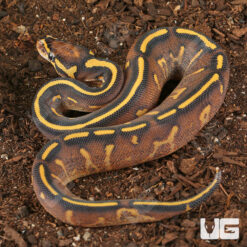 Baby Super Gravel Ball Python