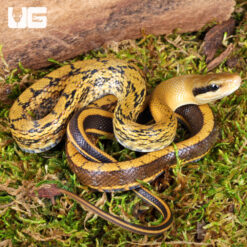Baby Chinese Beauty Ratsnake