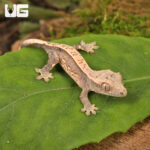 Baby Dalmatian Lilly White Crested Gecko