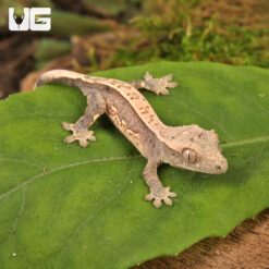 Baby Dalmatian Lilly White Crested Gecko