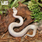 Baby Puma Ball Python