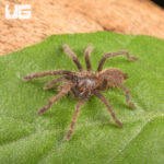 Black Femur Tarantula (.5 - .75")