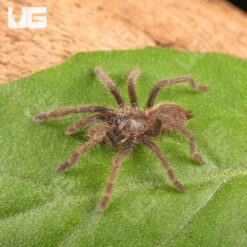 Black Femur Tarantula (.5 - .75")
