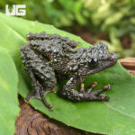 Chapa Bug Eyed Frog