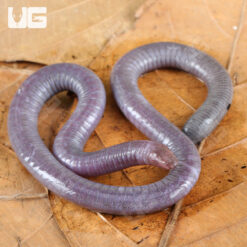 Congo Caecilian
