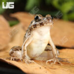 Crab Eating Frog