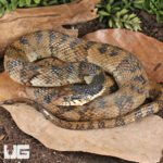 Diamondback Water Snake