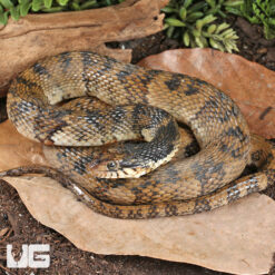 Diamondback Water Snake