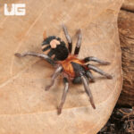 Female Trinidad Dwarf Tiger Tarantula