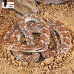 Glossy Snake